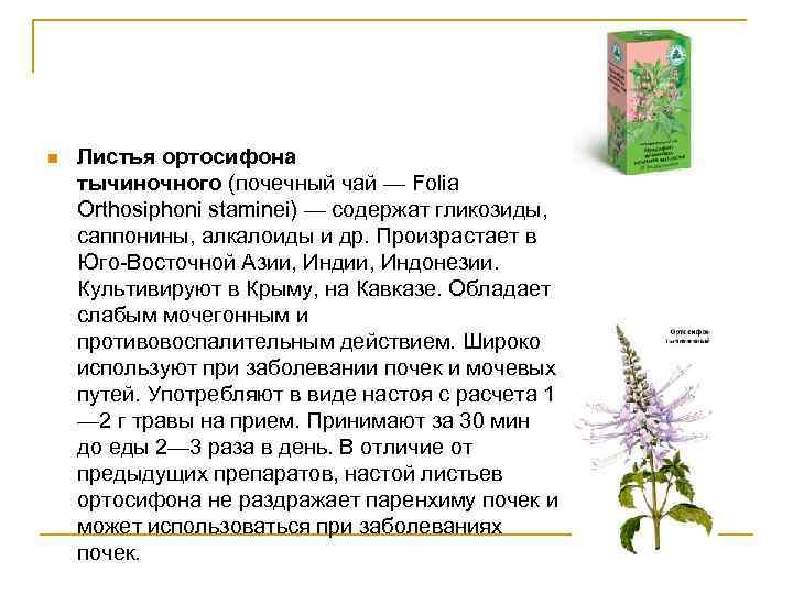 n Листья ортосифона тычиночного (почечный чай — Folia Orthosiphoni staminei) — содержат гликозиды, саппонины,