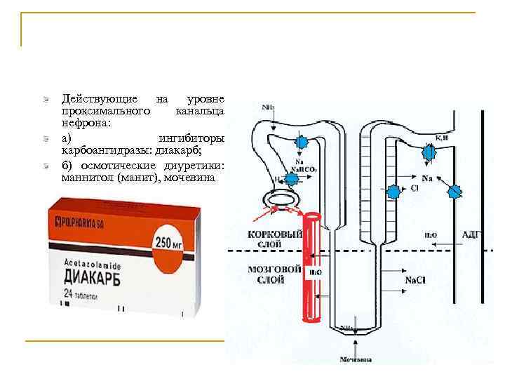 Действующие на уровне проксимального канальца нефрона: а) ингибиторы карбоангидразы: диакарб; б) осмотические диуретики: маннитол