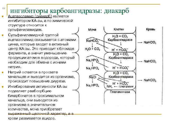 ингибиторы карбоангидразы: диакарб n n Ацетазоламид (диакарб) является ингибитором КА зы, а по химической
