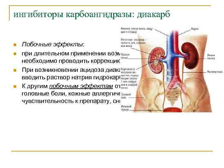 ингибиторы карбоангидразы: диакарб n n Побочные эффекты: при длительном применении возможна гипокалиемия, поэтому необходимо