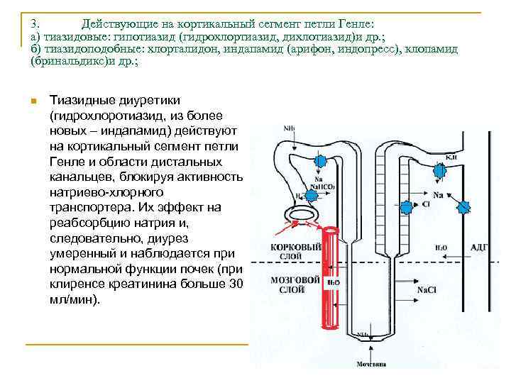 3. Действующие на кортикальный сегмент петли Генле: а) тиазидовые: гипотиазид (гидрохлортиазид, дихлотиазид)и др. ;