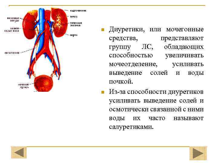 n n Диуретики, или мочегонные средства, представляют группу ЛС, обладающих способностью увеличивать мочеотделение, усиливать