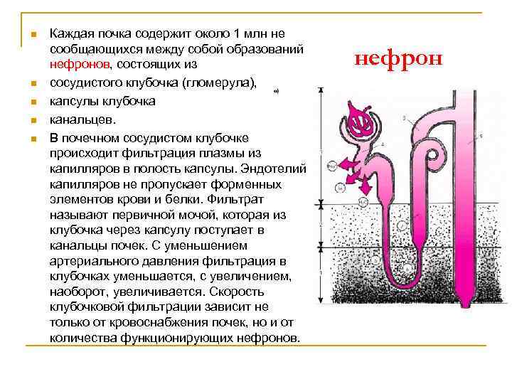 Что происходит в нефроне