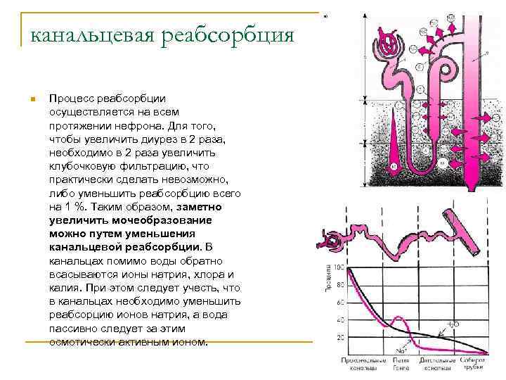 Клубочковая фильтрация канальцевая реабсорбция