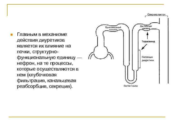 n Главным в механизме действия диуретиков является их влияние на почки, структурно функциональную единицу