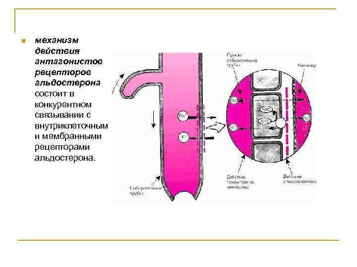 n механизм действия антагонистов рецепторов альдостерона состоит в конкурентном связывании с внутриклеточными и мембранными