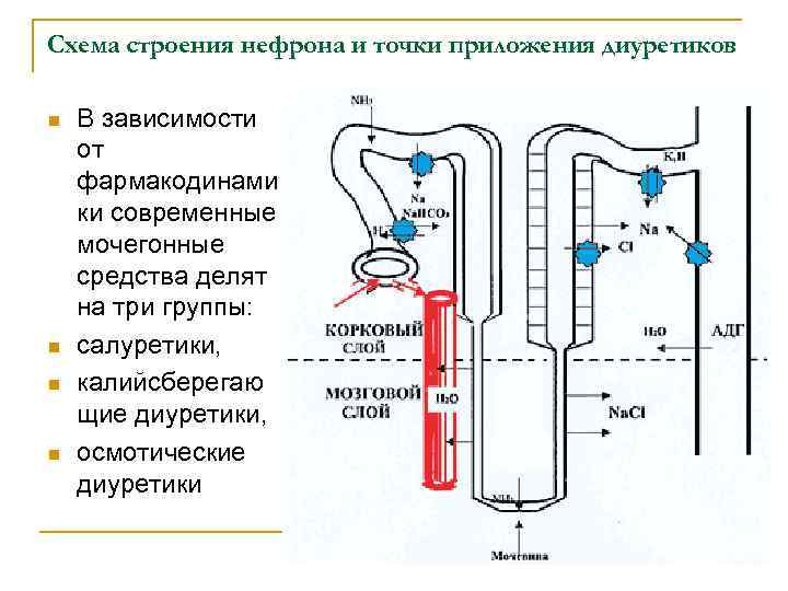 Точки приложения диуретиков схема