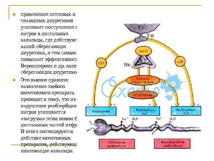 n n применение петлевых и тиазидных диуретиков усиливает поступление ионов натрия в дистальные канальцы,