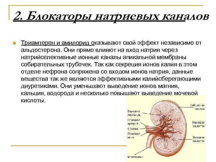 2. Блокаторы натриевых каналов n Триамтерен и амилорид оказывают свой эффект независимо от альдостерона.