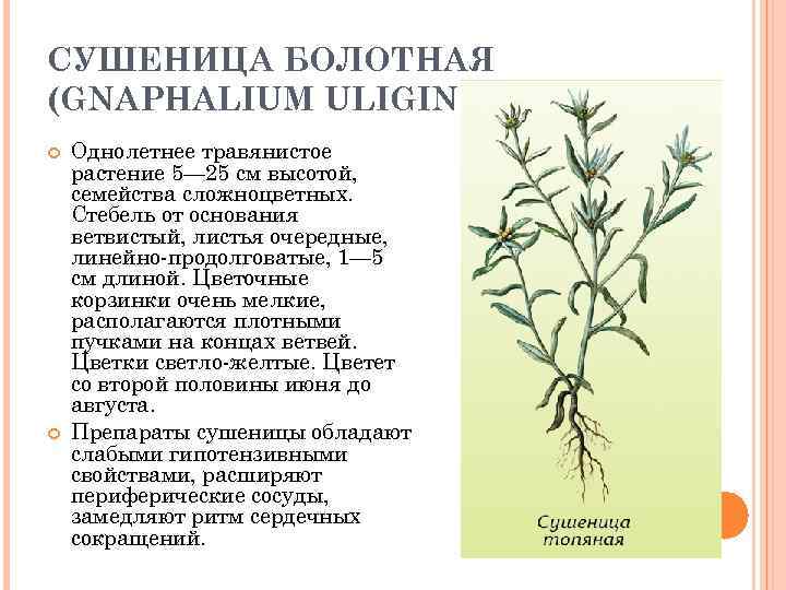 СУШЕНИЦА БОЛОТНАЯ (GNAPHALIUM ULIGINOSUM) Однолетнее травянистое растение 5— 25 см высотой, семейства сложноцветных. Стебель