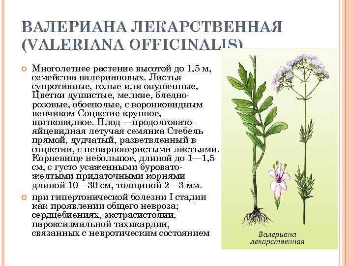 ВАЛЕРИАНА ЛЕКАРСТВЕННАЯ (VАLЕRIАNА ОFFIСINАLIS) Многолетнее растение высотой до 1, 5 м, семейства валериановых. Листья