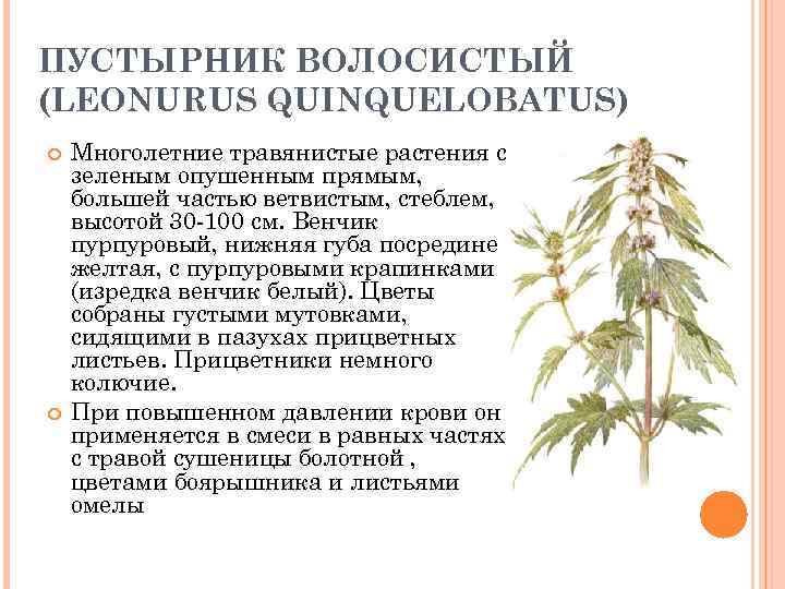 ПУСТЫРНИК ВОЛОСИСТЫЙ (LЕОNURUS QUINQUЕLОВАТUS) Многолетние травянистые растения с зеленым опушенным прямым, большей частью ветвистым,