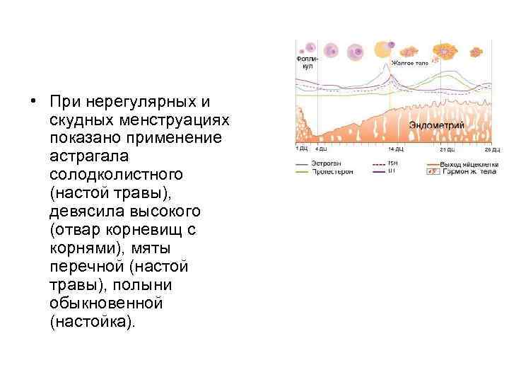  • При нерегулярных и скудных менструациях показано применение астрагала солодколистного (настой травы), девясила