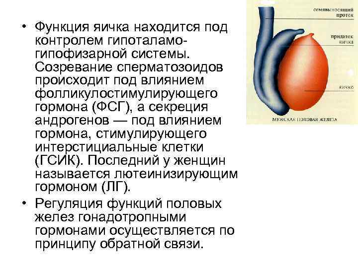  • Функция яичка находится под контролем гипоталамогипофизарной системы. Созревание сперматозоидов происходит под влиянием