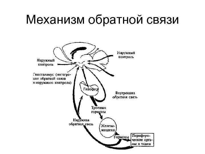 Схема обратной. Механизм обратной связи физиология. Схема обратной связи физиология ЦНС. Отрицательная Обратная связь схема гормоны. Схема механизма обратной связи гормонов.