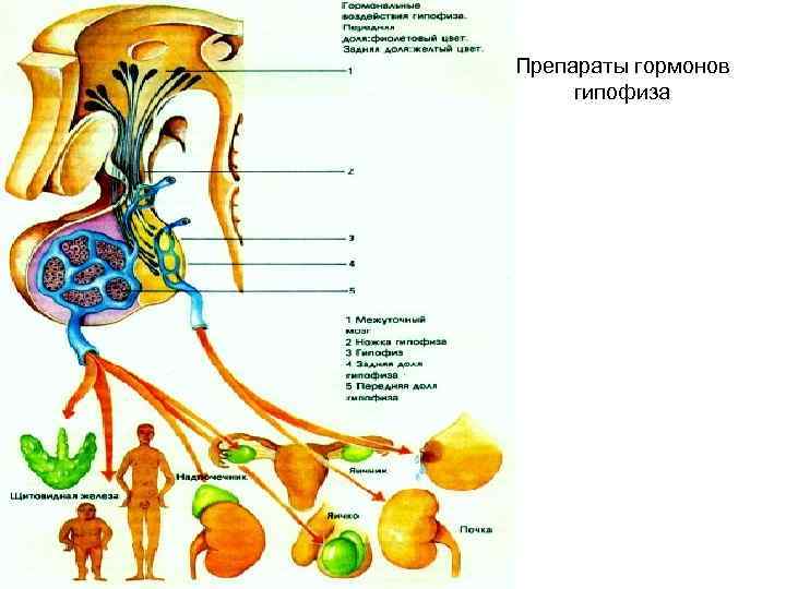 Гормональные средства фармакология презентация