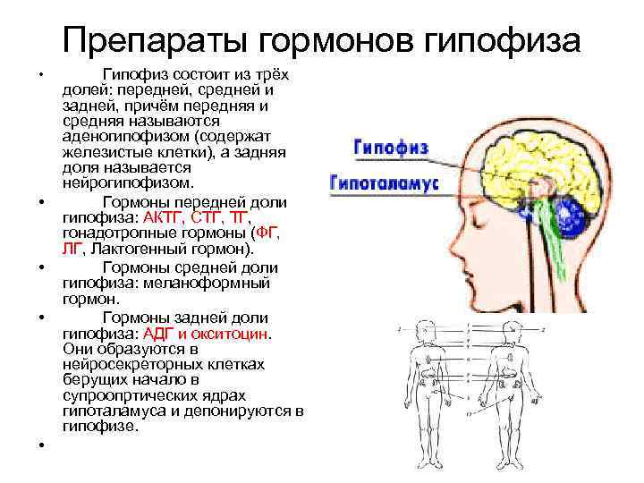 Препараты гормонов гипофиза • • • Гипофиз состоит из трёх долей: передней, средней и