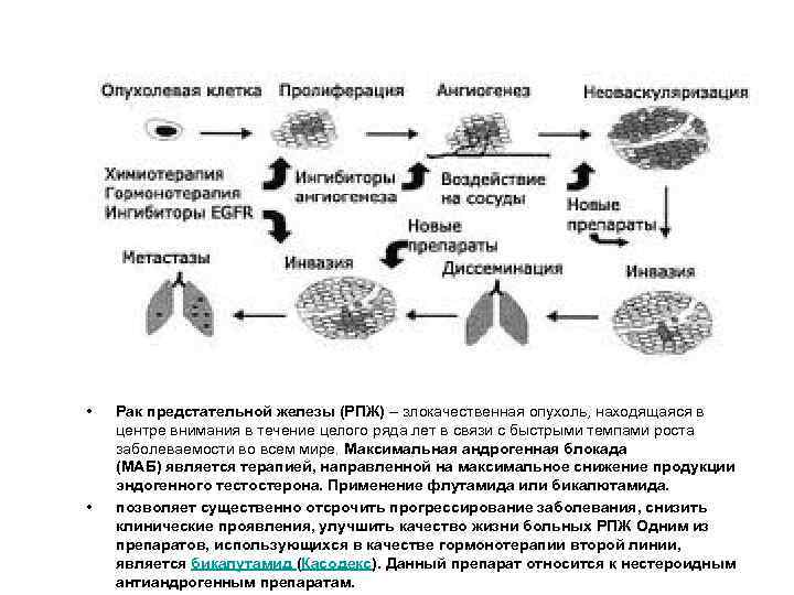  • • Рак предстательной железы (РПЖ) – злокачественная опухоль, находящаяся в центре внимания