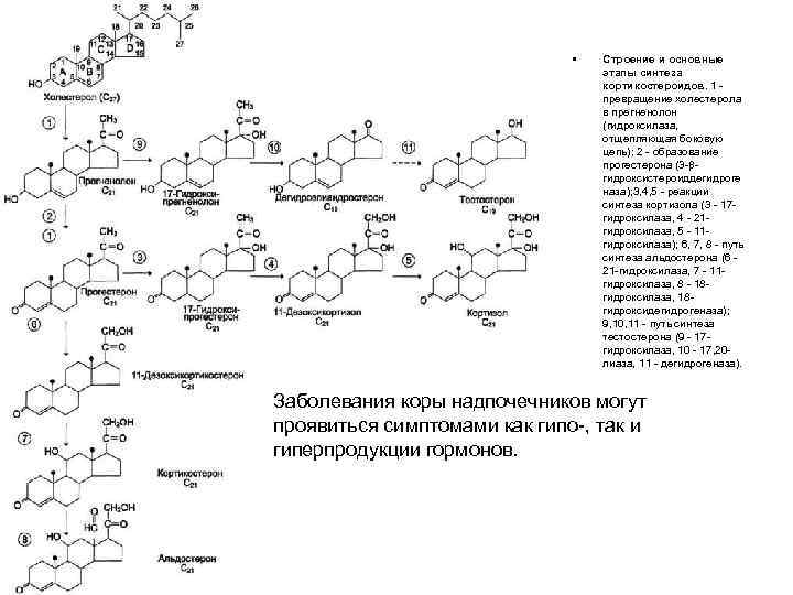  • Строение и основные этапы синтеза кортикостероидов. 1 - превращение холестерола в прегненолон