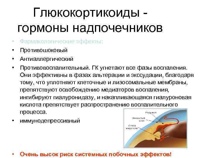 Глюкокортикоиды гормоны надпочечников • • Фармакологические эффекты: Противошоковый Антиаллергический Противовоспалительный. ГК угнетают все фазы