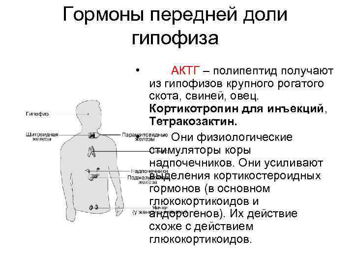 Гормоны передней доли гипофиза • АКТГ – полипептид получают из гипофизов крупного рогатого скота,