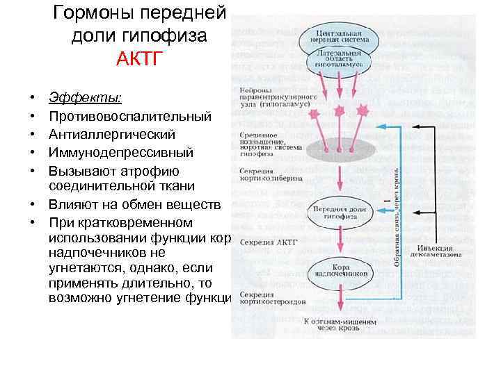 Адренокортикотропный гормон механизм действия. АКТГ механизм действия. Схемы введения гормонов.