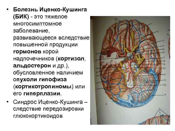  • Болезнь Иценко-Кушинга (БИК) - это тяжелое многосимптомное заболевание, развивающееся вследствие повышенной продукции