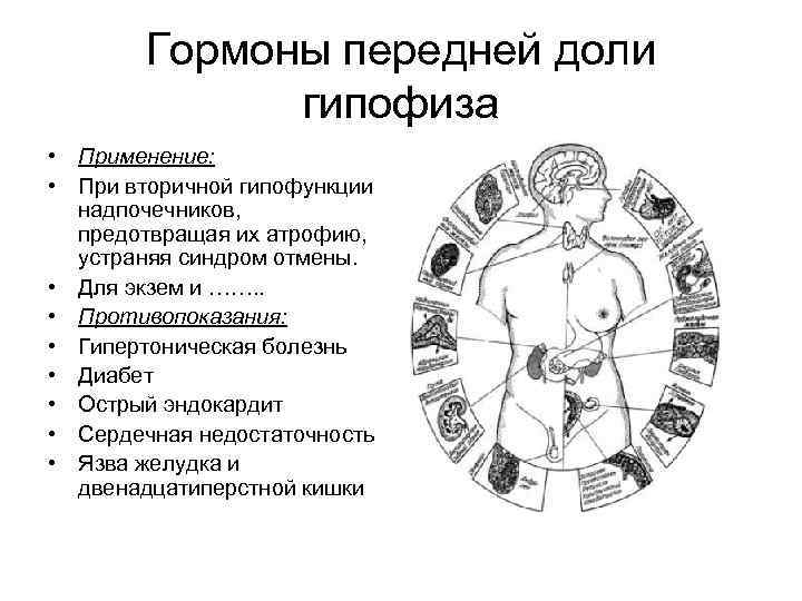 Гормоны передней доли гипофиза • Применение: • При вторичной гипофункции надпочечников, предотвращая их атрофию,