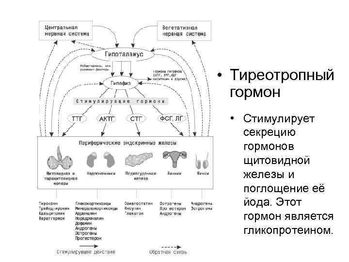  • Тиреотропный гормон • Стимулирует секрецию гормонов щитовидной железы и поглощение её йода.