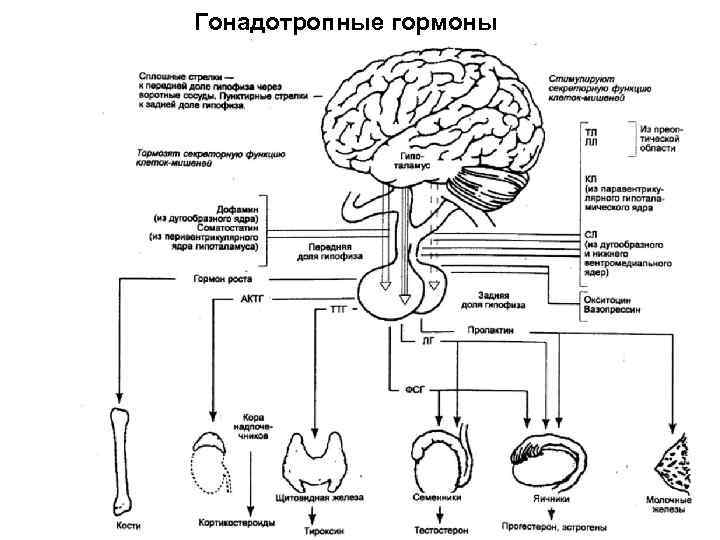 Гонадотропные гормоны 