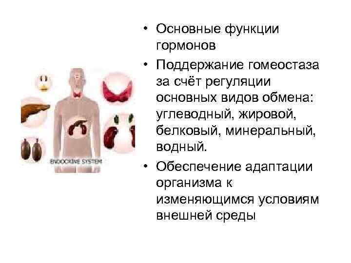  • Основные функции гормонов • Поддержание гомеостаза за счёт регуляции основных видов обмена: