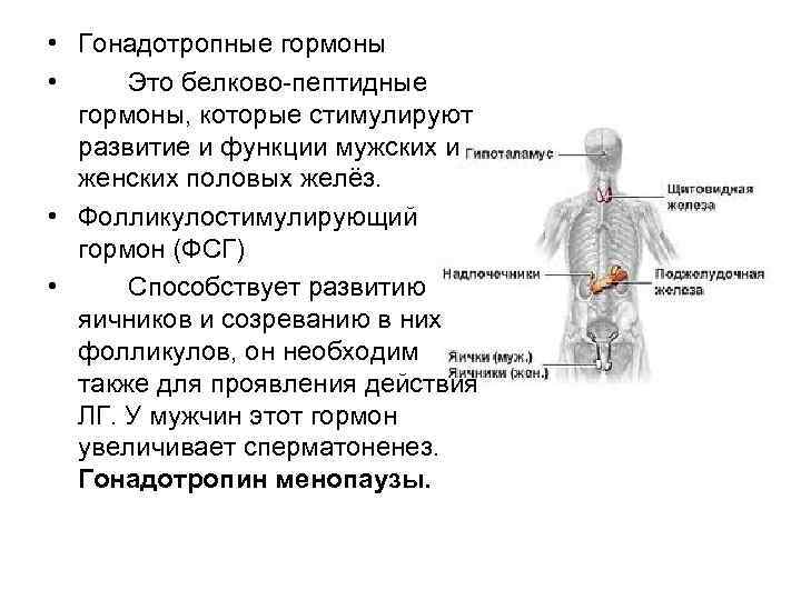 Гонадотропные гормоны презентация