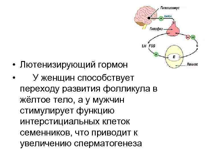 • Лютенизирующий гормон • У женщин способствует переходу развития фолликула в жёлтое тело,