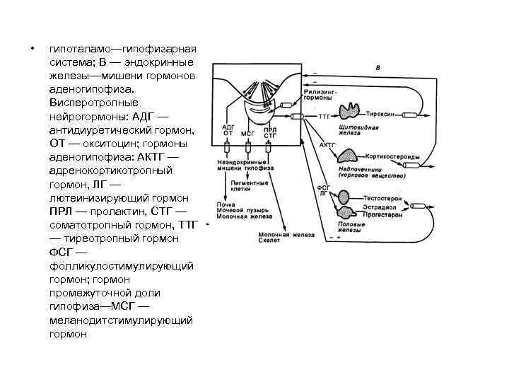  • гипоталамо—гипофизарная система; В — эндокринные железы—мишени гормонов аденогипофиза. Висперотропные нейрогормоны: АДГ —