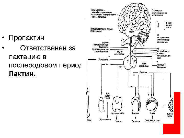  • Пролактин • Ответственен за лактацию в послеродовом периоде. Лактин. 