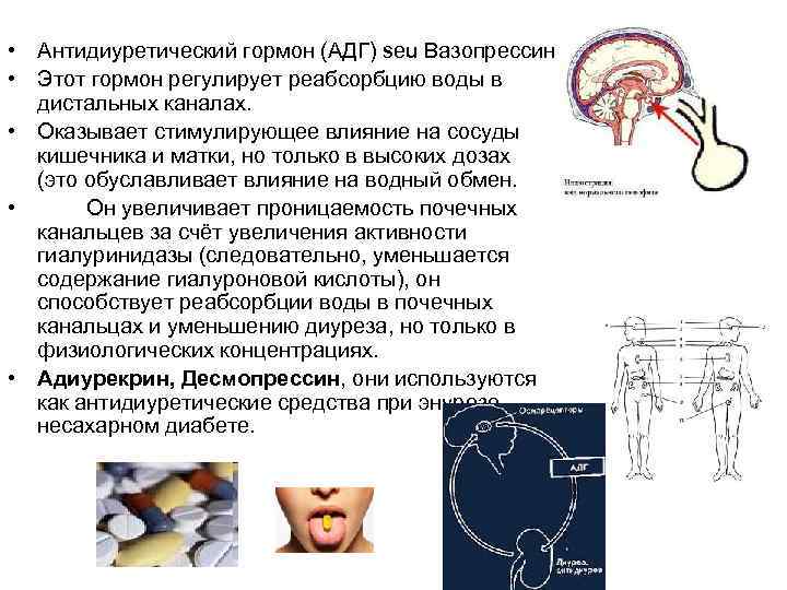  • Антидиуретический гормон (АДГ) seu Вазопрессин • Этот гормон регулирует реабсорбцию воды в