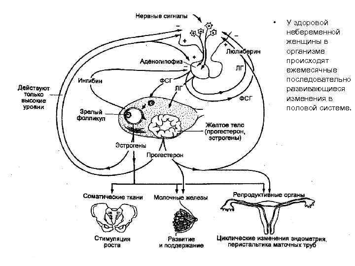  • У здоровой небеременной женщины в организме происходят ежемесячные последовательно развивающиеся изменения в