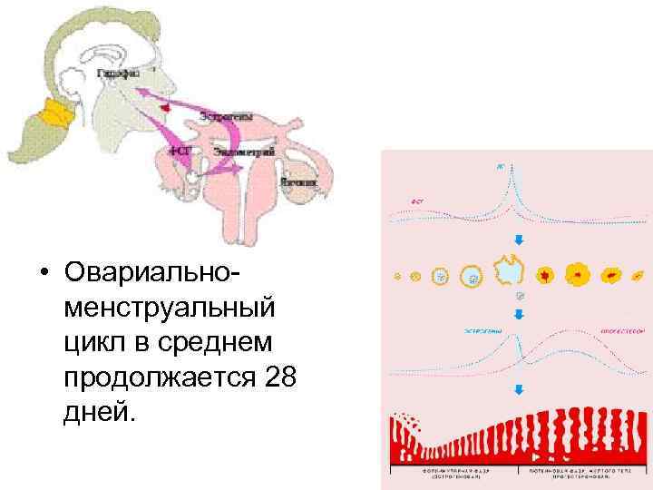 Боли при менструационном цикле. Овариально менструальный цикл. Овариально-менструальный цикл (схема). Овариально-менструационный цикл енгэ. Питание по менструационному циклу.