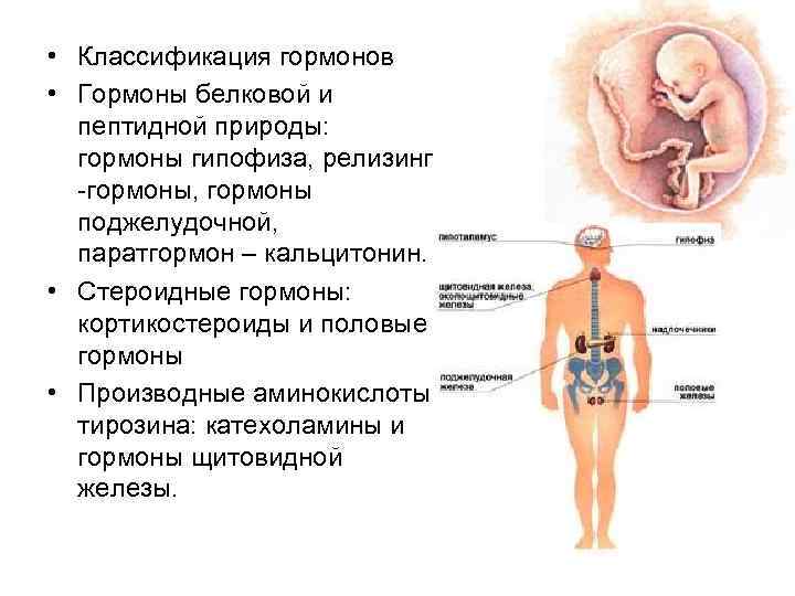  • Классификация гормонов • Гормоны белковой и пептидной природы: гормоны гипофиза, релизинг -гормоны,