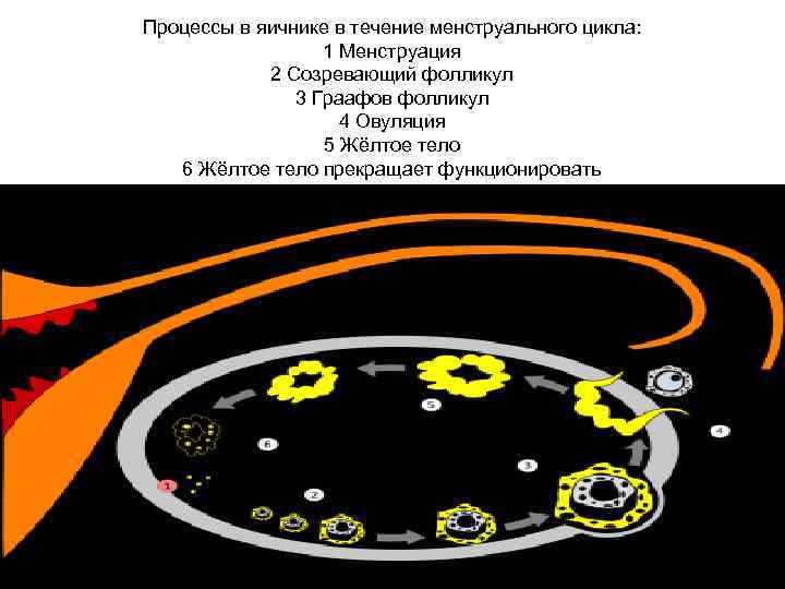 Процессы в яичнике в течение менструального цикла: 1 Менструация 2 Созревающий фолликул 3 Граафов