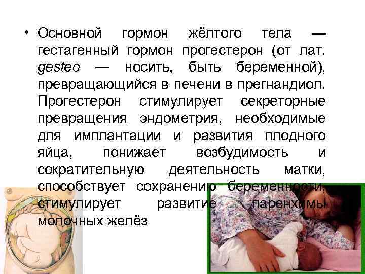  • Основной гормон жёлтого тела — гестагенный гормон прогестерон (от лат. gesteo —