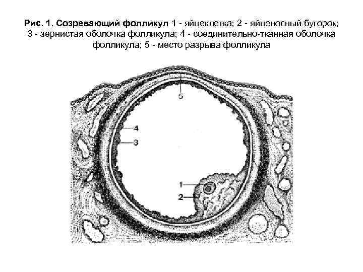 Рис. 1. Созревающий фолликул 1 - яйцеклетка; 2 - яйценосный бугорок; 3 - зернистая