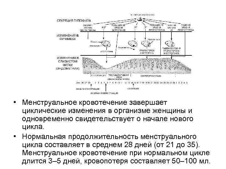  • Менструальное кровотечение завершает циклические изменения в организме женщины и одновременно свидетельствует о