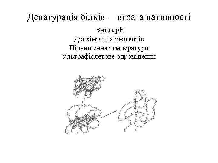 Денатурація білків – втрата нативності Зміна р. Н Дія хімічних реагентів Підвищення температури Ультрафіолетове