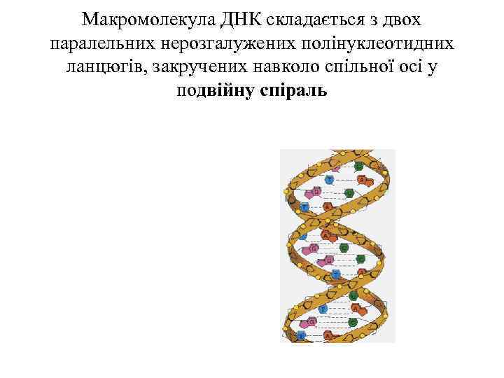 Макромолекула ДНК складається з двох паралельних нерозгалужених полінуклеотидних ланцюгів, закручених навколо спільної осі у