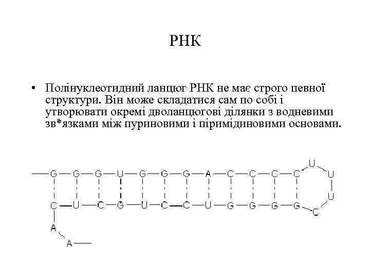 РНК • Полінуклеотидний ланцюг РНК не має строго певної структури. Він може складатися сам