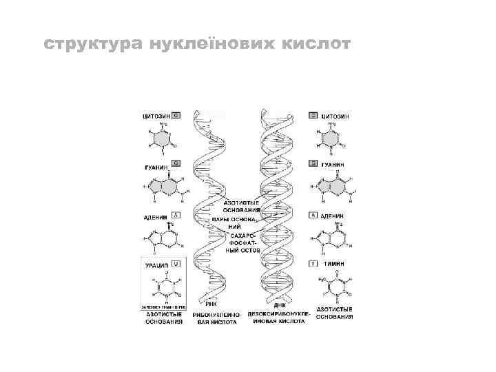 структура нуклеїнових кислот 