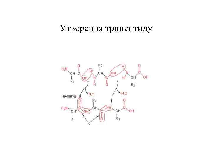 Схема гидролиза трипептида