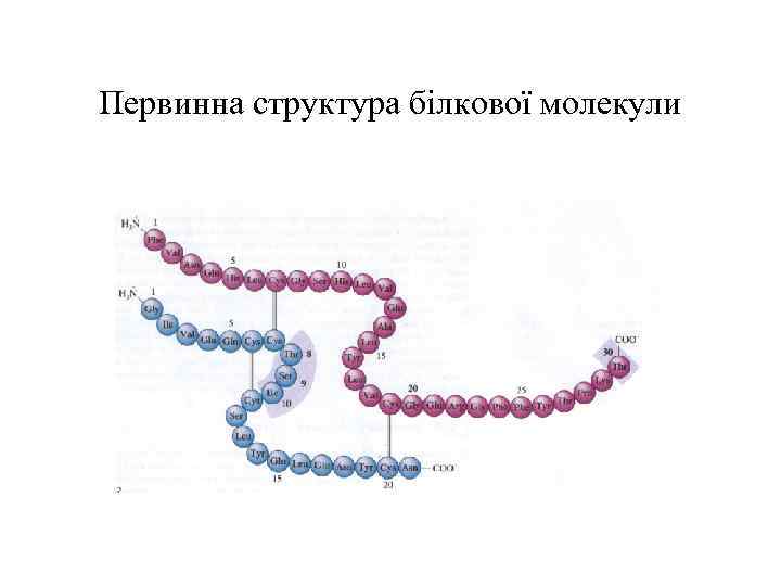 Первинна структура білкової молекули 