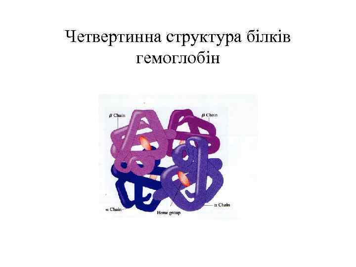 Четвертинна структура білків гемоглобін 